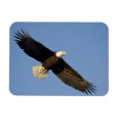 Search for homer magnets Nature