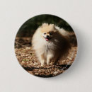 Search for spitz badges Looking at camera