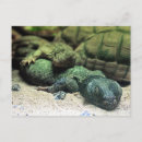 Search for sleeping bed postcards Cute