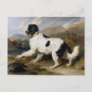 Search for newfoundland dog postcards Animal