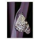 Search for rice paper cards Macro