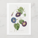 Search for glories postcards Flower