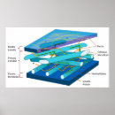 Search for molecular posters Biology