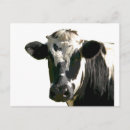 Search for holstein postcards Cow