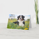 Search for bernese photography Birthday