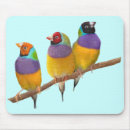 Search for finch mouse mats Wildlife