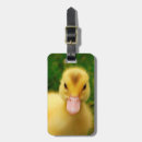 Search for duckling accessories Baby animals