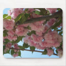 Search for cherry blossom tree mouse mats Photography