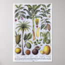 Search for exotic plants posters Botanical