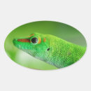 Search for large lizard stickers Wildlife
