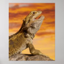 Search for bearded dragon posters Animals