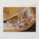 Search for american shorthair tabby postcards Kitten