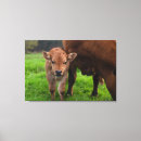 Search for herd art Calf