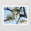 Search for plums postcards Nature