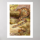 Search for snaking posters Watercolor