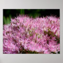 Search for sedum posters Botanical
