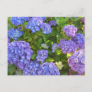 Search for blue hydrangea postcards Gardens