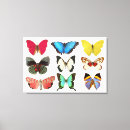Search for blue butterfly canvas prints White