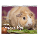 Search for pig calendars Guinea pigs
