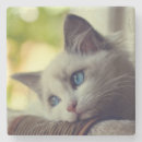 Search for ragdoll coasters Colour image