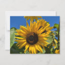 Search for fall flowers postcards Sunflower