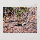 Search for roadrunner postcards Nature