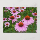 Search for coneflower postcards Photography