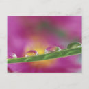 Search for drop leafs postcards Green
