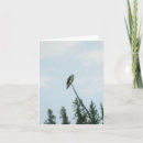Search for osprey bird cards Wildlife