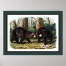 Search for naturalist posters Animal