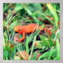Search for eft posters Salamander