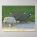 Search for fowl posters Birds