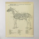 Search for anatomical heart art Vintage