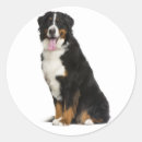 Search for berner stickers Puppy