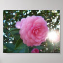 Search for japonica posters Floral