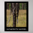 Search for species posters Squirrel