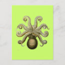 Search for biologists postcards Octopus