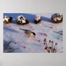 Search for pine cone posters Bird
