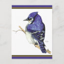 Search for bluejays postcards Nature
