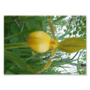 Search for nature posters Floral