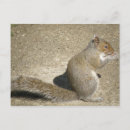 Search for horatio postcards Animals
