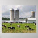Search for agriculture posters Cow