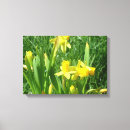 Search for yellow daffodil canvas prints Daffodils
