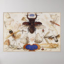 Search for vintage insect posters Dragonfly
