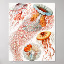 Search for vintage biology posters Ernst haeckel