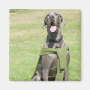 Search for grass area Dog