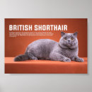 Search for british shorthair cat art Pet