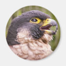 Search for prey magnets Nature