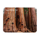 Search for sequoia national park magnets California