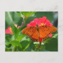 Search for butterfly garden postcards Orange